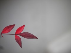 モノクロの背景