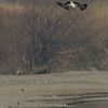 ミサゴとカワセミ