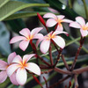 Frangipani Flowers