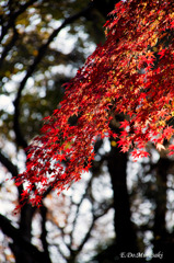 紅葉