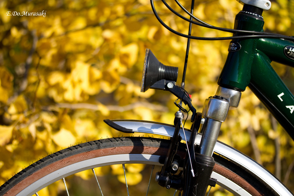 自転車と銀杏