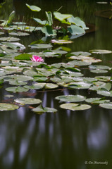 蓮の花一輪