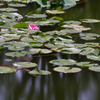 蓮の花一輪