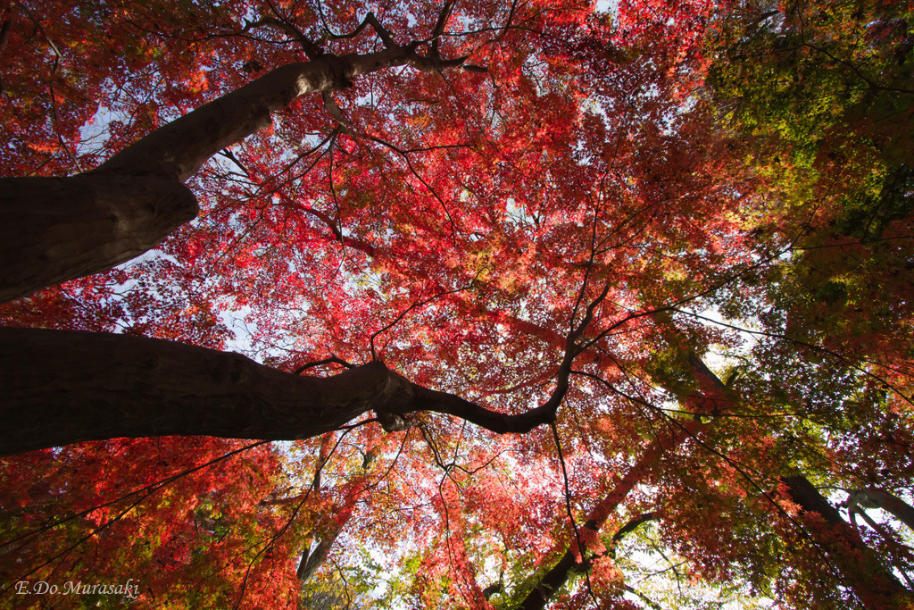 見上げる紅葉