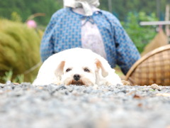 ももとばぁ