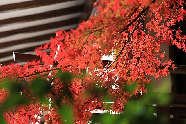 京都大原三千院