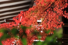 京都大原三千院