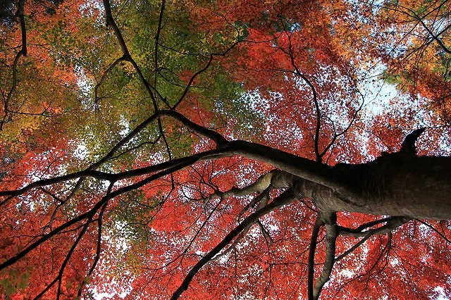 京都大原三千院 