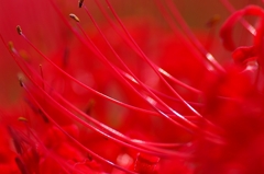真紅の彼岸花♪