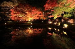 ライトアップ　紅葉♪