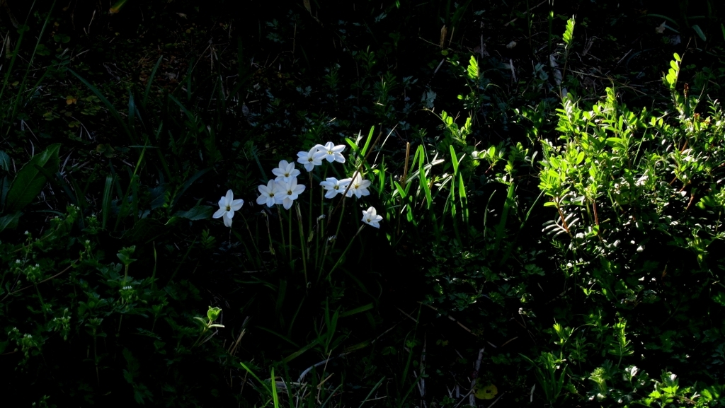 日陰の花。