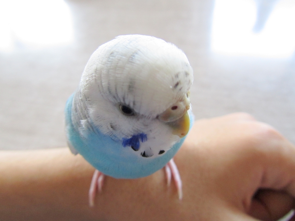 cute budgie