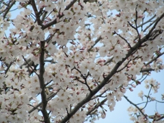 桜まつり。