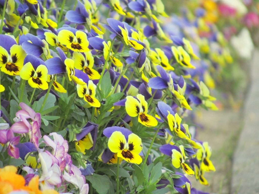 春のお花畑。