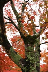 奈良公園の紅葉