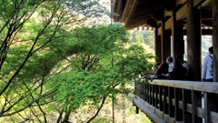 カエデ in 清水寺。