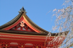 春の清水寺。
