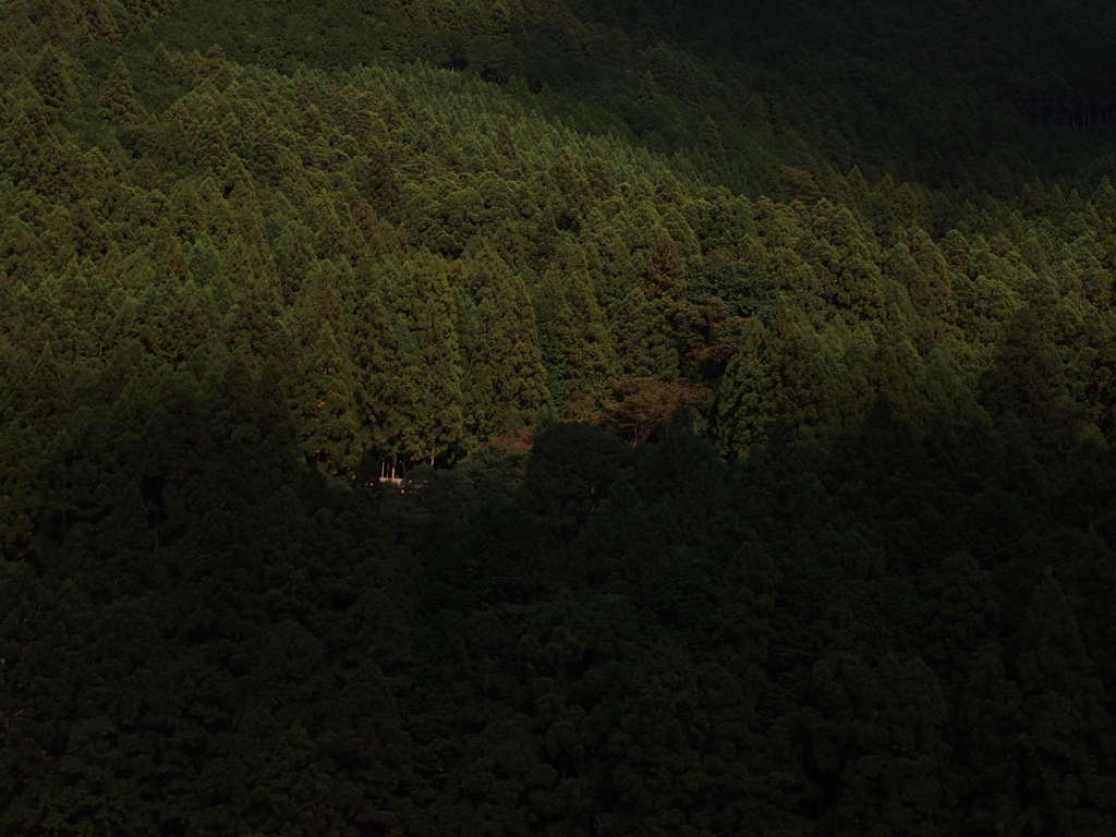 緑の陰り。