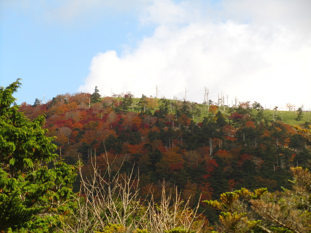 コンデジで大台ケ原。