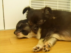 sleeping chihuahuas