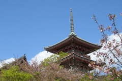 桜と三重塔。