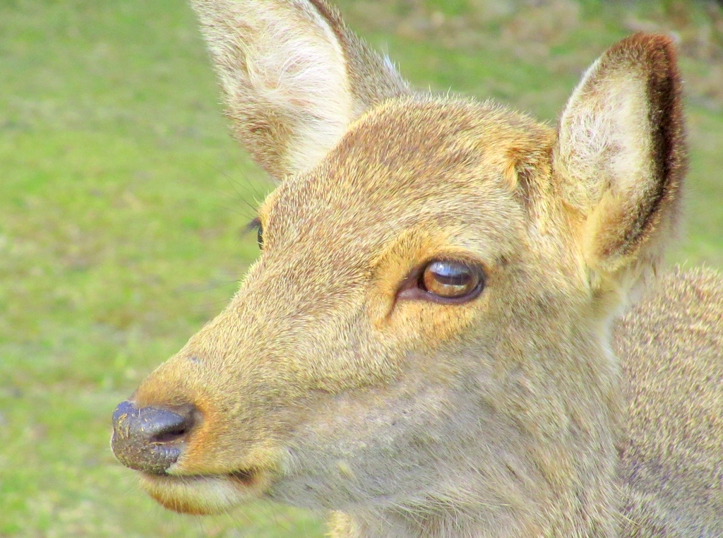 クリアな瞳。