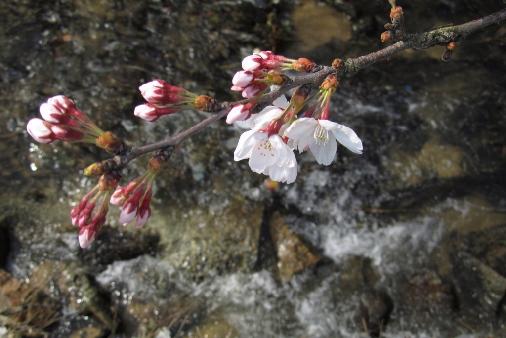 俯瞰で桜。