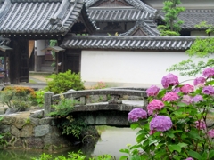 梅雨の和な風景。