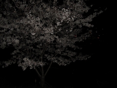 暗闇花見。