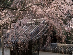 枝垂桜。