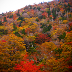 カラフル紅葉。