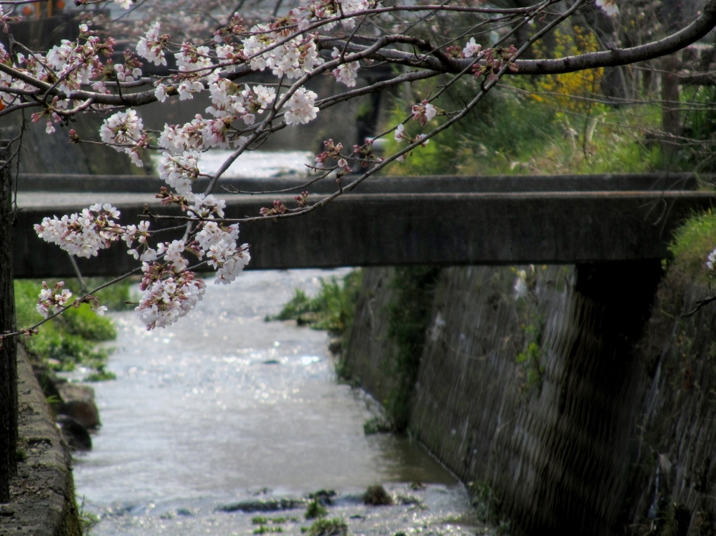 橋と桜。