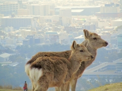 ふた組。