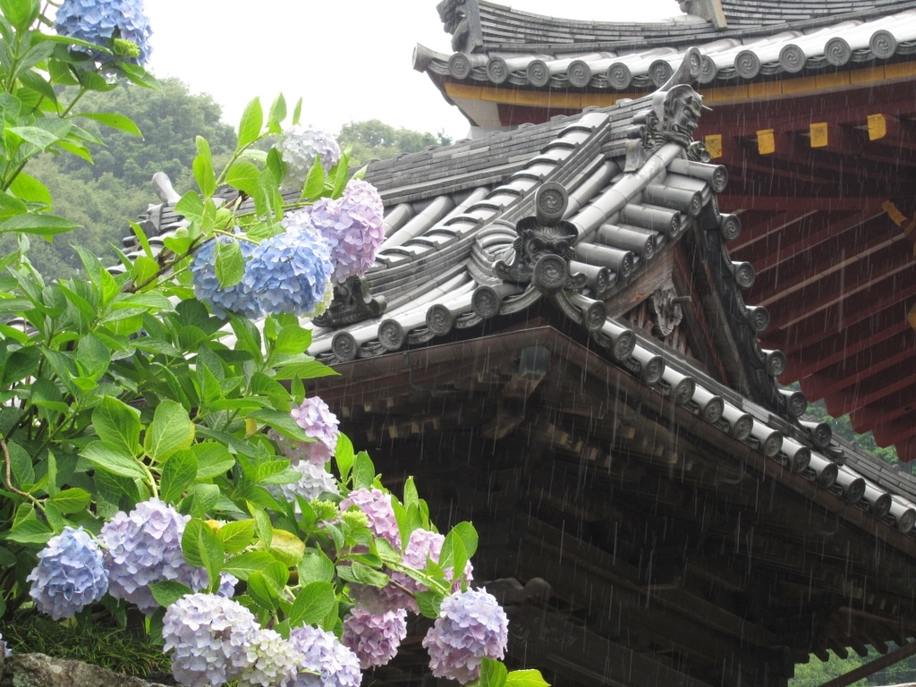 雨の矢田寺。