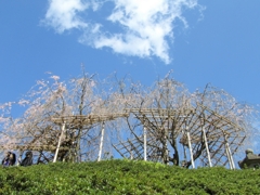 枝垂桜 in 清水寺。