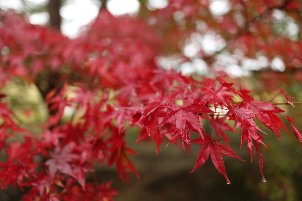 濡れた紅葉