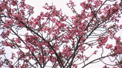 陽光桜らしいです。