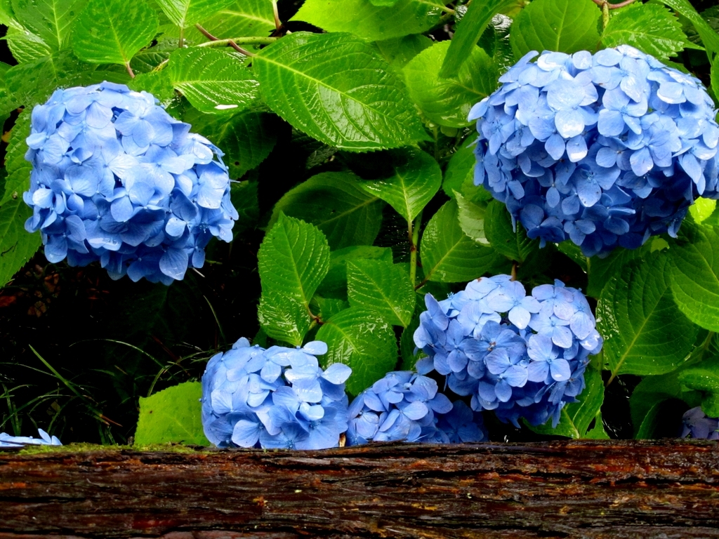 雨で艶めく。