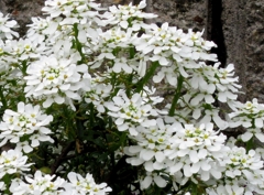純白な花弁