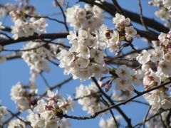 山頂の桜。