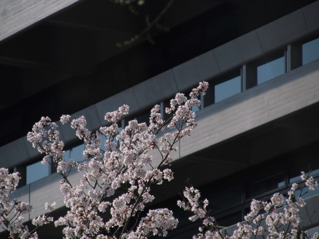 県庁バック。