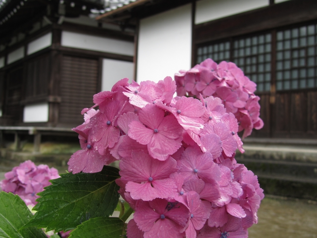 雨の境内。