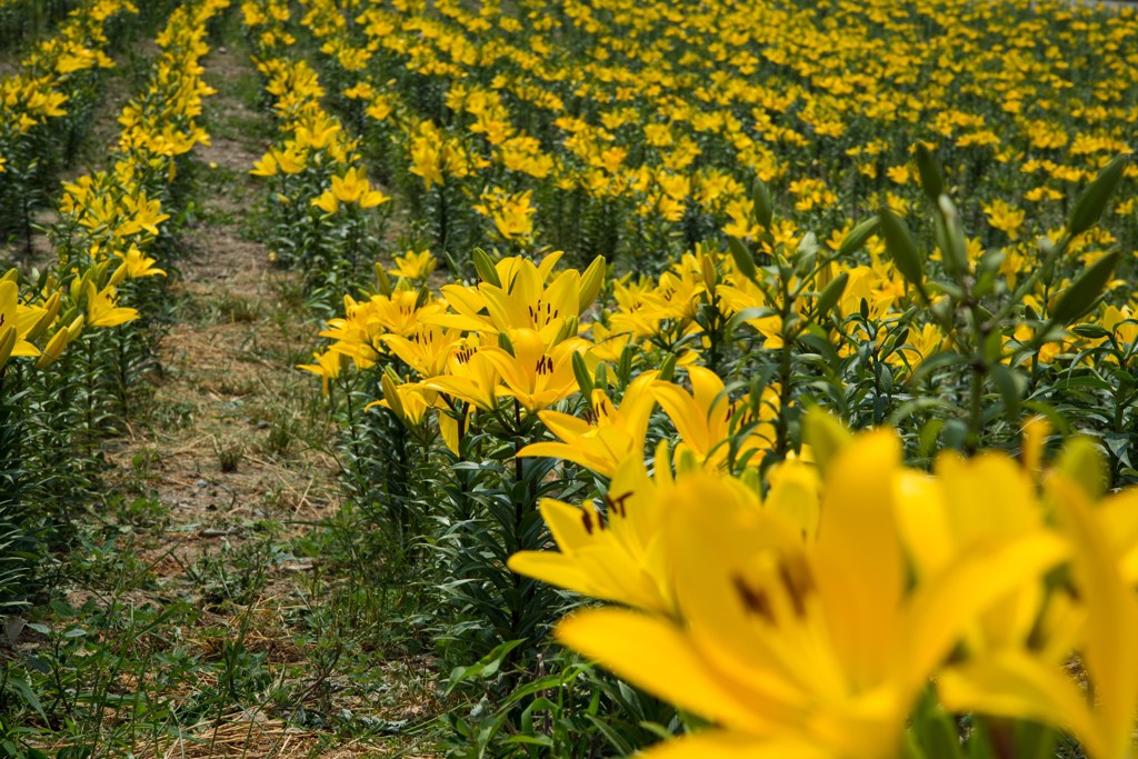 黄色いゆりが好き