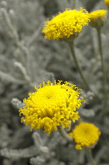 中之島バラ園　おまけ