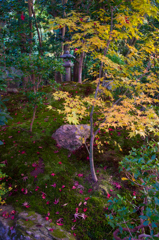 黄色モミジと灯籠