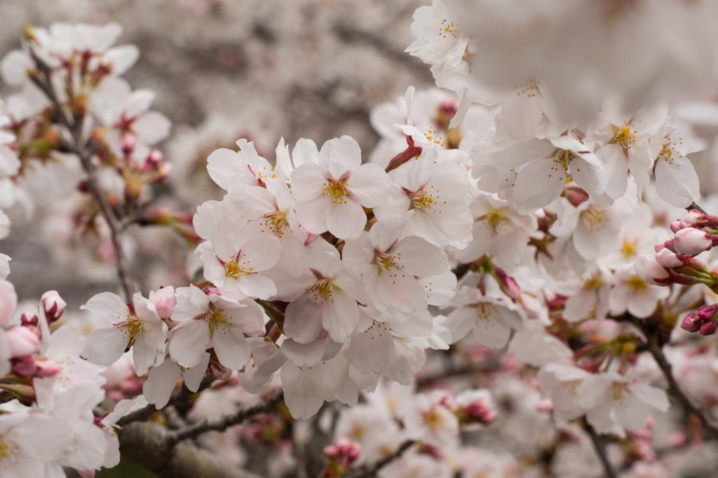 さくら♬さくら♬