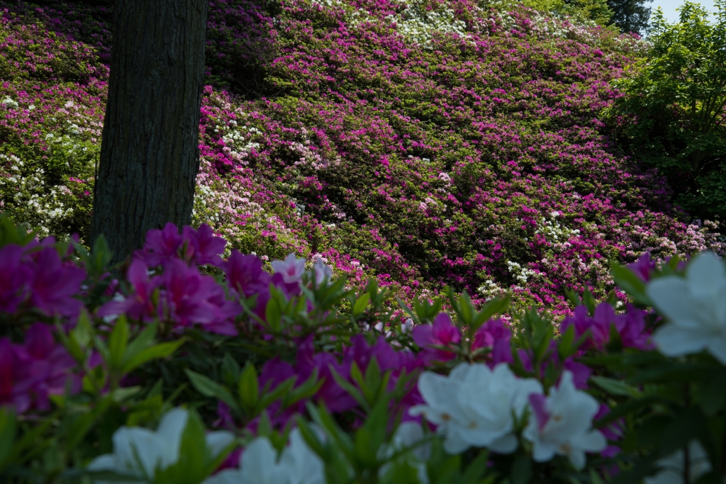 5月の三室戸寺にて