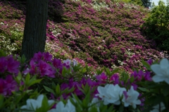5月の三室戸寺にて