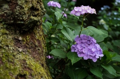 山アジサイ