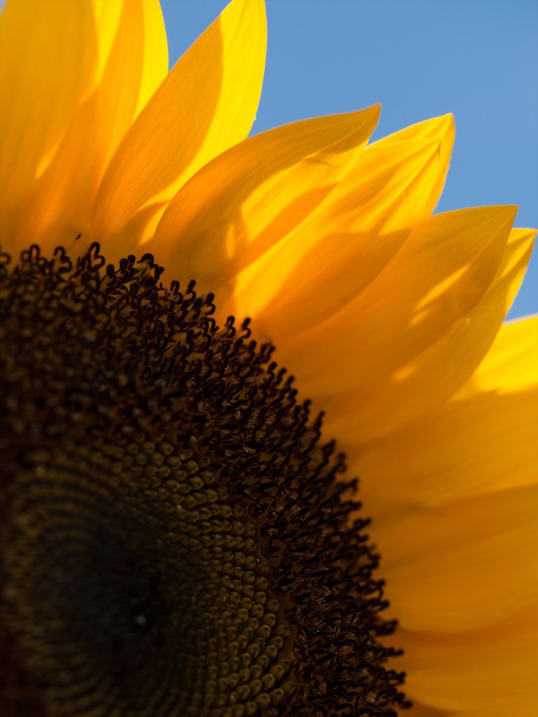 ひまわり、ひまわり